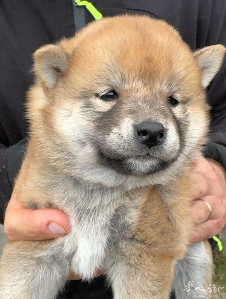 🔆最后一只柴犬母宝宝 便宜出！！！  包驱虫2 针疫苗和芯片  微信 QJE9