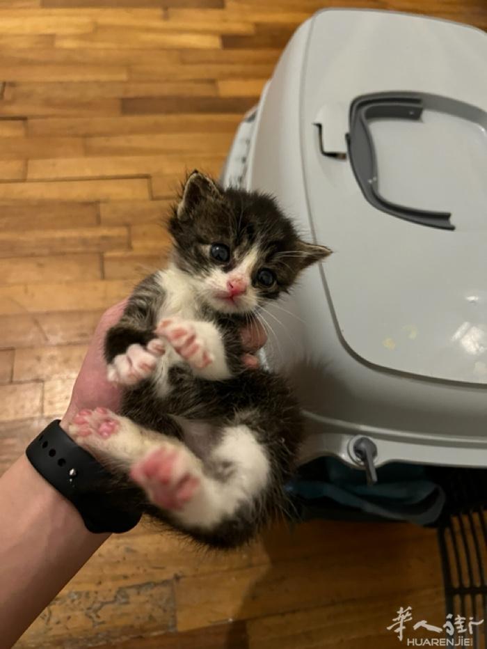 出售三只串串小奶猫 一个月大小 150一只 包体内外驱虫 不包疫苗 可帮忙代打疫