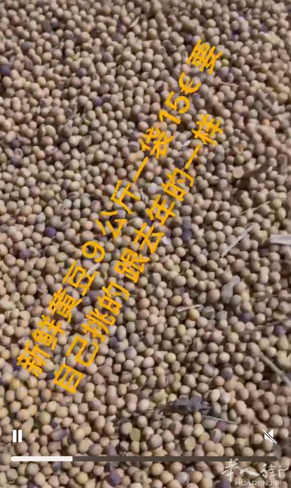 黄豆，黄豆，新鲜黄豆1.5 一公斤 需要多的朋友可以联系我微信wumarco19
