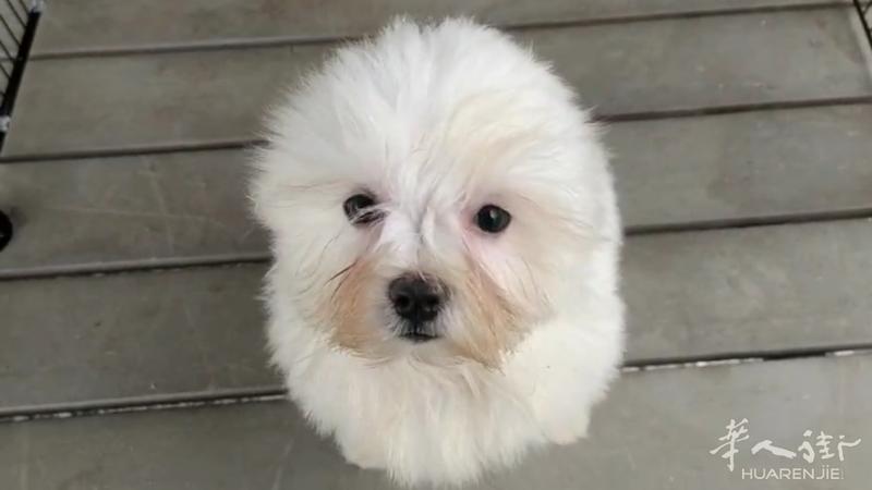 🔆最后3只 小体马尔宝宝 1 母2 公  马上可抱回家 包驱虫2 针疫苗和芯片