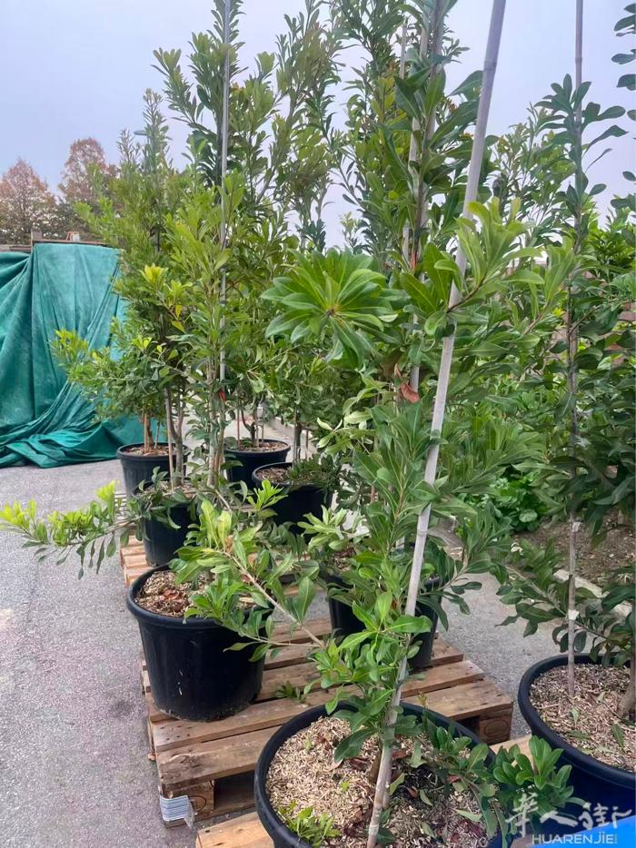 没事的时候看一下家里的杨梅真好🤪