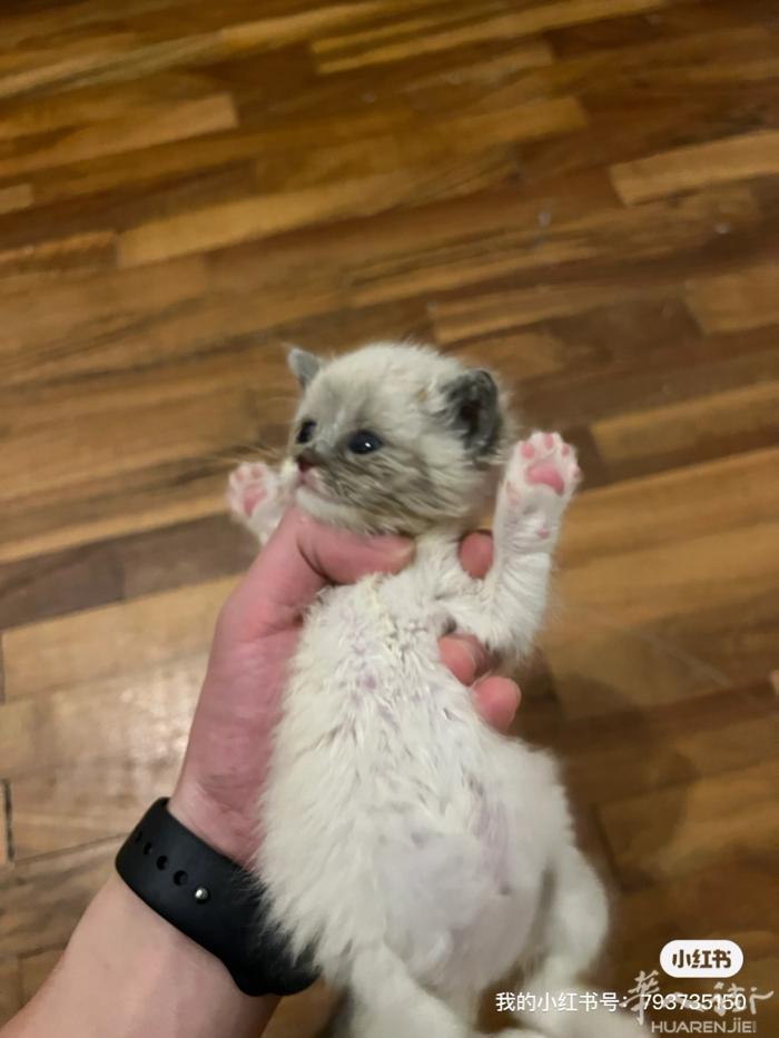 串串小奶猫 200欧打包带走必须一起拿不能单买 白色是妹妹黑色是弟弟 妈妈是奶牛