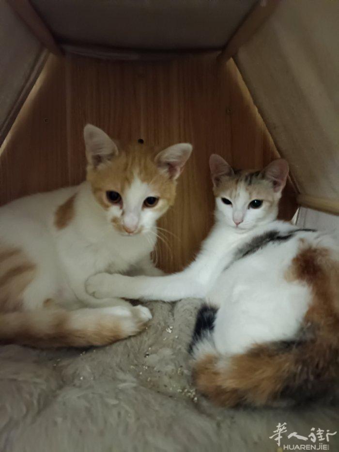 免费送猫 暹罗猫一岁 橘猫和三花五六个月都很乖粘人