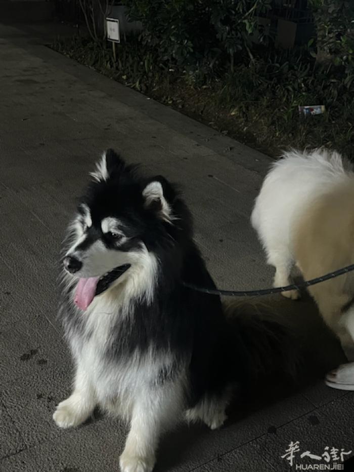 遛狗师帮忙遛狗 养宠五年 有宠物上门喂养服务1.清洁猫咪狗狗的饭碗、水盆。2.添