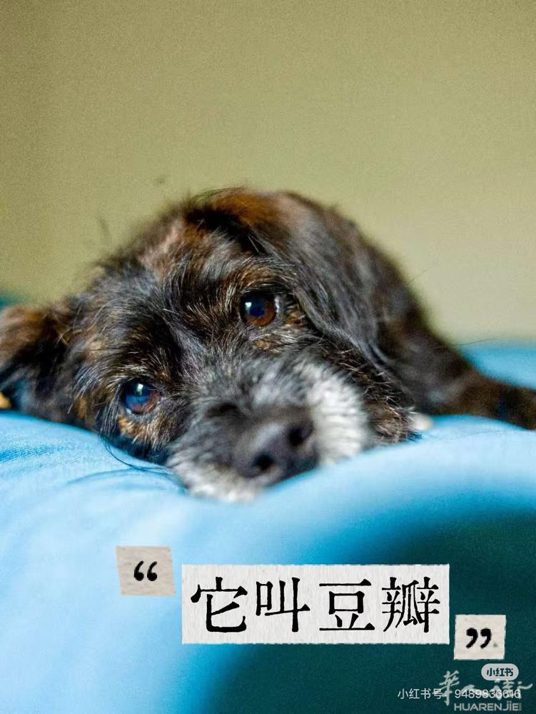 狗狗，女孩，一岁，全欧开放领养。 已绝育➕驱虫➕疫苗