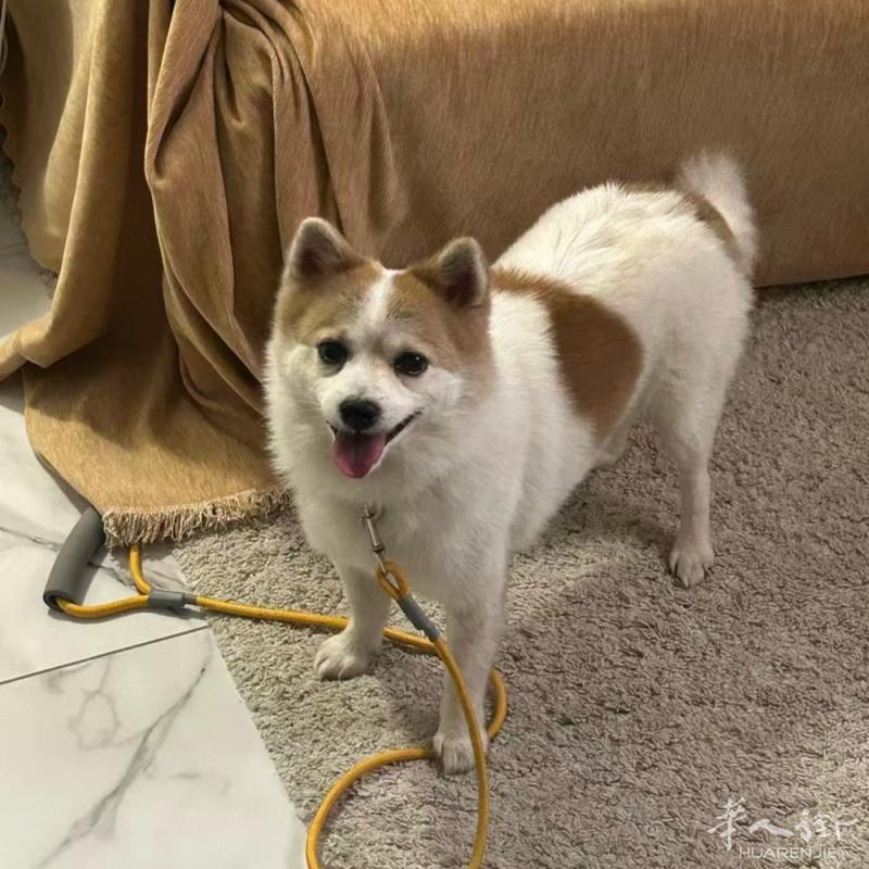 博美➕柴犬混血，6岁，特别可爱，全法待收养