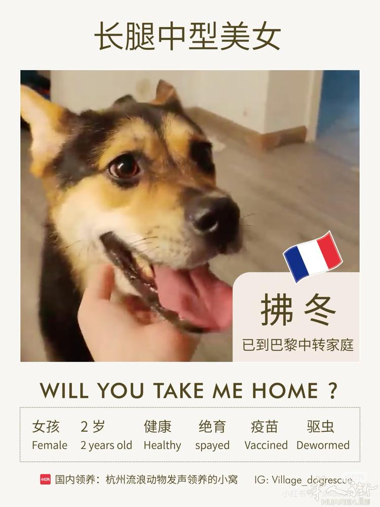 两岁狗狗，中型犬，已绝育驱虫疫苗，全法开放收养