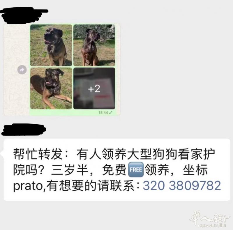 爱狗人士收留 谢谢