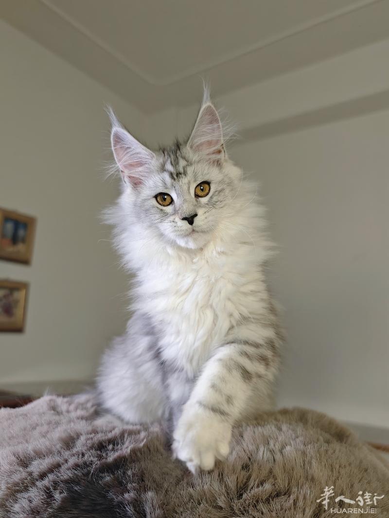三个月缅因猫妹妹，随时可去新家俄罗斯荷兰双血统，疫