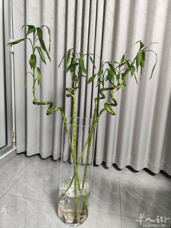 大的花瓶+富贵竹 9成新50€ 自取93