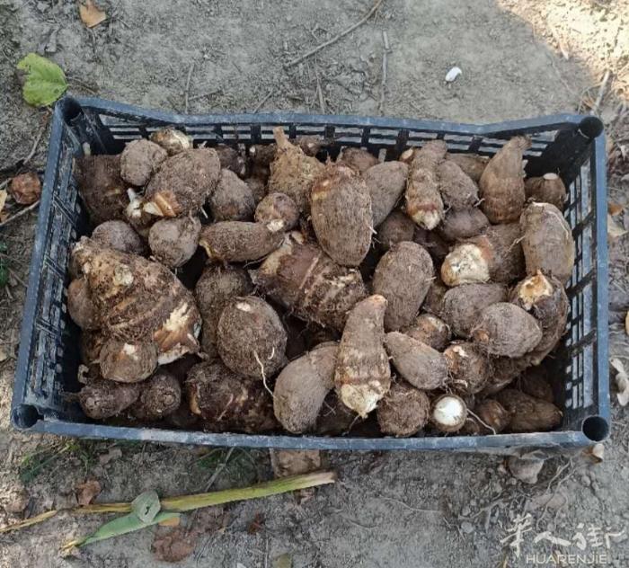 出售新鲜毛芋 30kg  80欧包邮  联系电话。3778268512
