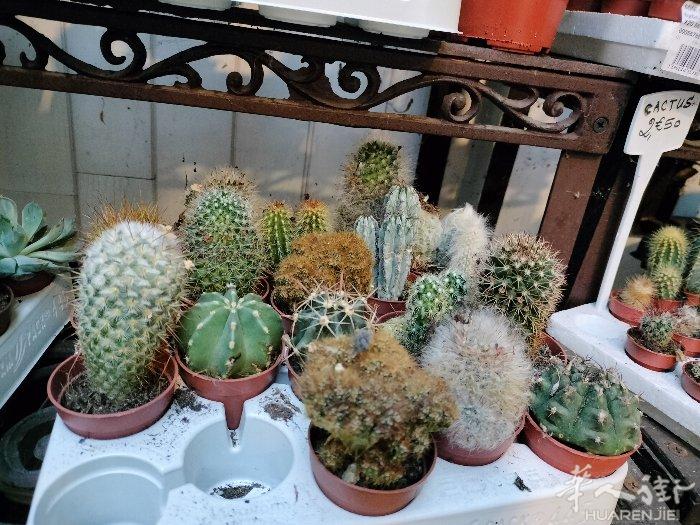 提供植物寄养＋上门浇水服务🌱  除了【植物寄养】， 也提供【上门浇水服务】！