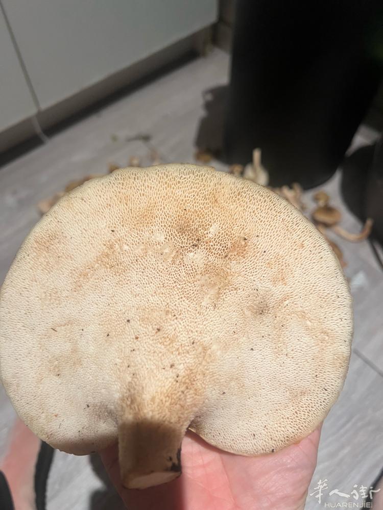 谁知道这是什么蘑菇 可以吃吗。在饯等