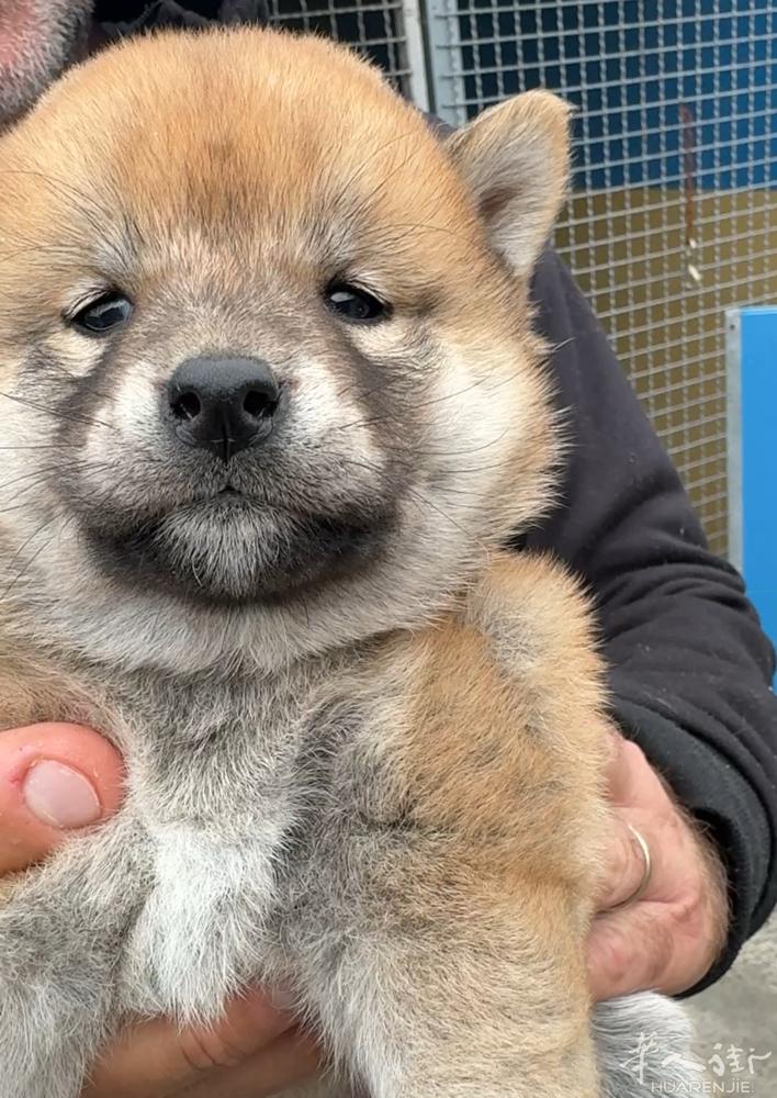 🔆柴犬母宝宝 最后一只便宜出！ 包驱虫2 针疫苗和芯片！！！ parma -