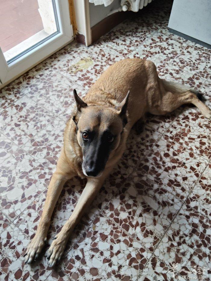 7岁混血马犬 找新家 地址brescia 最好是找有花园给他跑跑的人家 很听话