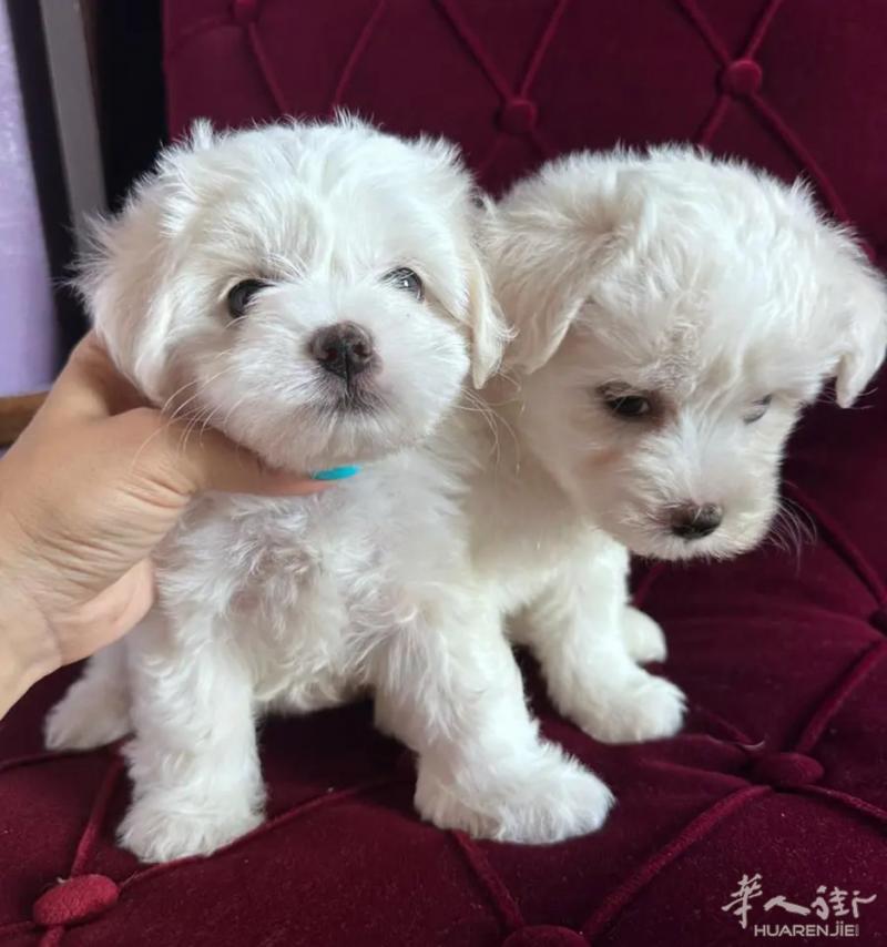 🔆马尔济斯 一公一母 最后2 只 包驱虫一针疫苗 2 个月多 微信 QJE98