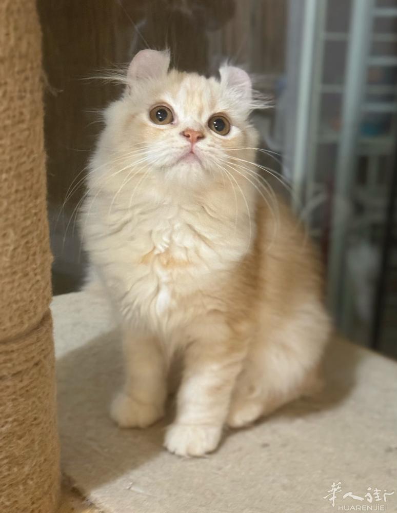 好价出 美国卷耳猫 性格都很棒 可抱可亲可摸 脾气都特别好 手感也是特别棒