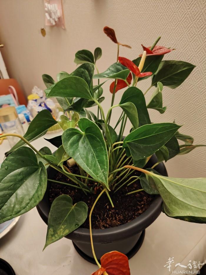 1，花带盆以及托盘，土新换的，很大的盆。10欧出 2，落地灯带灯泡，很亮，99新