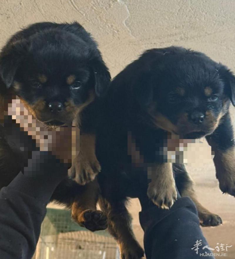 罗威纳护卫犬，血统牛B，微信A3895678888