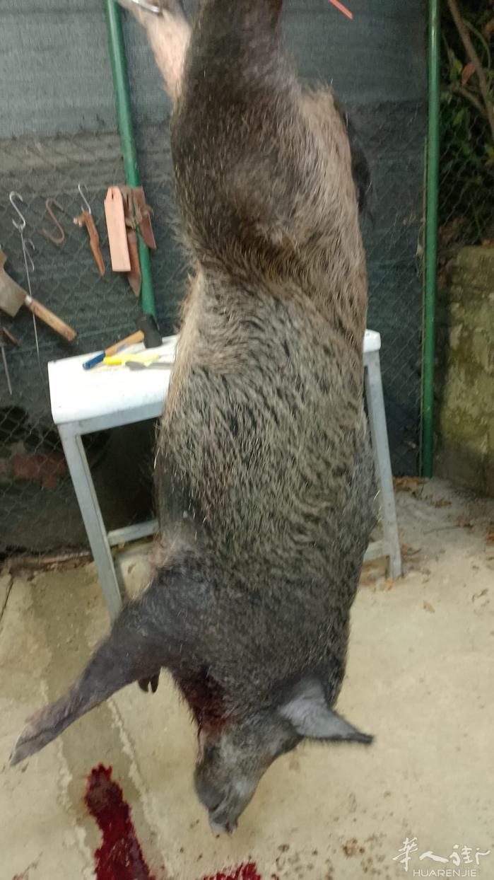 鹿。野猪。冬天吃野味。大补。大补。大补。到明年3月15日都可以预定。需要的可以联
