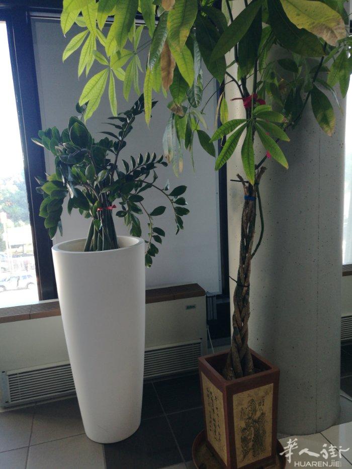 普拉托OSTE大烫羊毛衫烫厂转让，600平方+住家。非诚勿扰，联系电话： 329