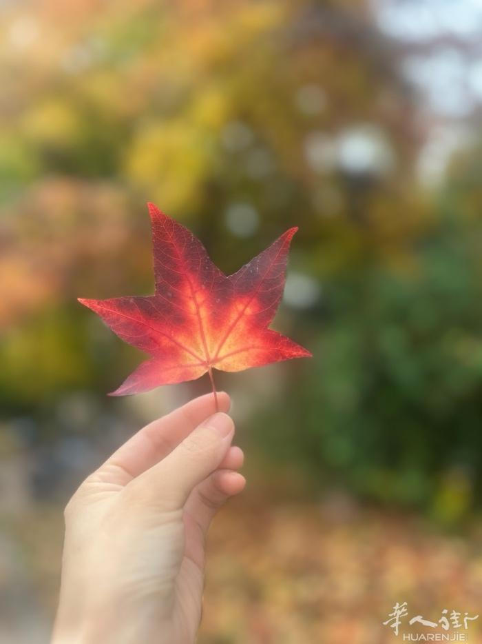 Trento专业美甲店12月找美甲学徒或中工一名，有兴趣的加微信28598479