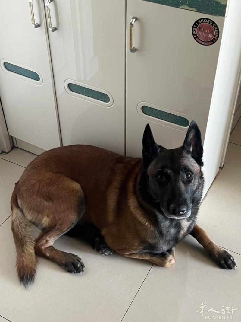 🐾 赠送一只马里努阿犬 🐾我有一只 4 到 5 岁的马里努阿公犬要赠送。它性格很好，很活泼，也很乖巧。由于个人原因，希望能为它找到一个新的、有爱心的家庭，继续给它关心和照顾。👉 如需更多信息，请联系我：0611936832