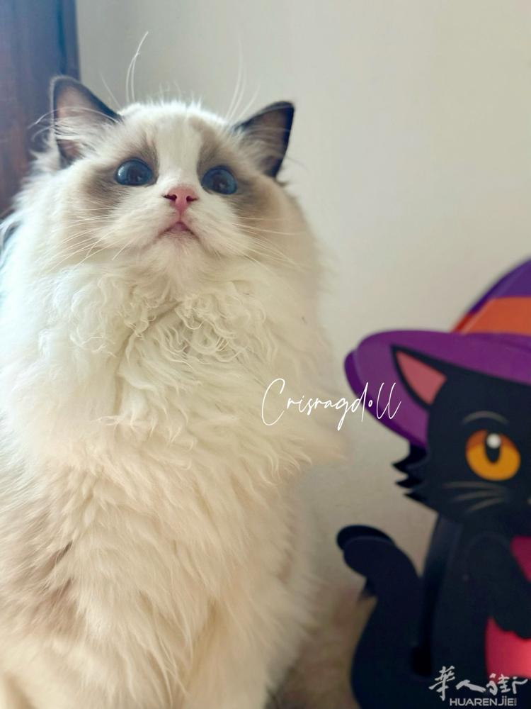 正规猫舍四只布偶猫找家，纯种优质血线，意大利境内可配送，喜欢的联系