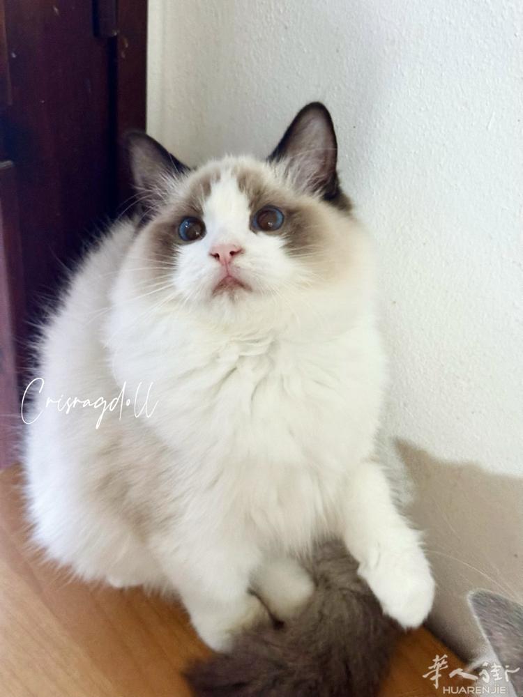 正规猫舍网红海双妹妹找家，意大利境内可配送，喜欢的联系