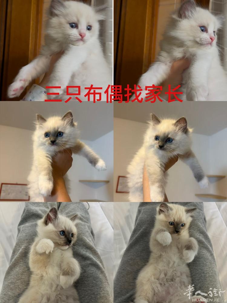 🇮🇹三只布偶找家长