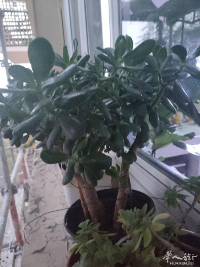 出售健康植物玉树四年植物，根茎粗壮。容易养，常年绿油油。15欧铜钱一大盆。15 欧兰草15欧肉肉 大盆小盆5-10欧。