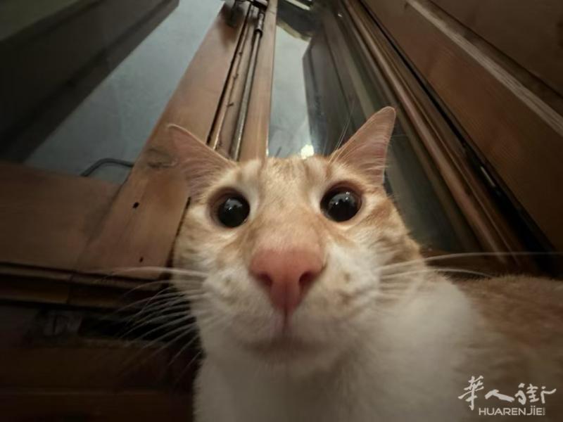 出图中橘猫 一岁半 不咬人不抓人 给抱 活泼机灵 但是有些胆小 在多猫环境中也表