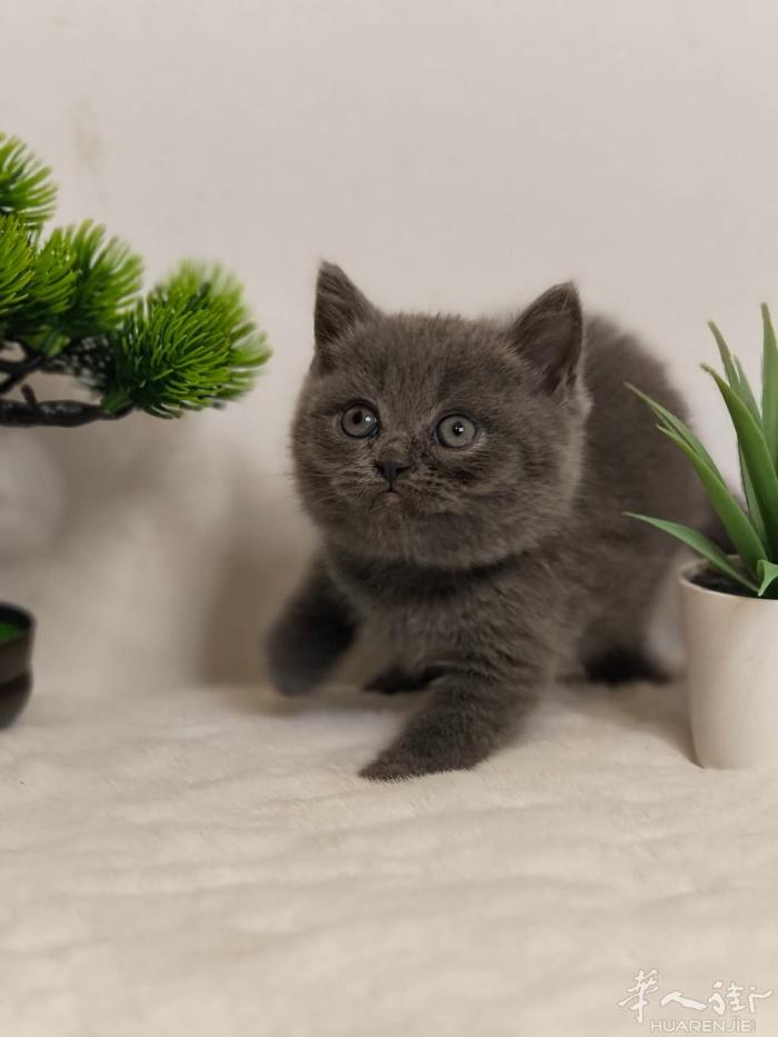 纯种蓝猫找新家包子脸大眼睛非常粘人喜欢的私聊微信a13393899771