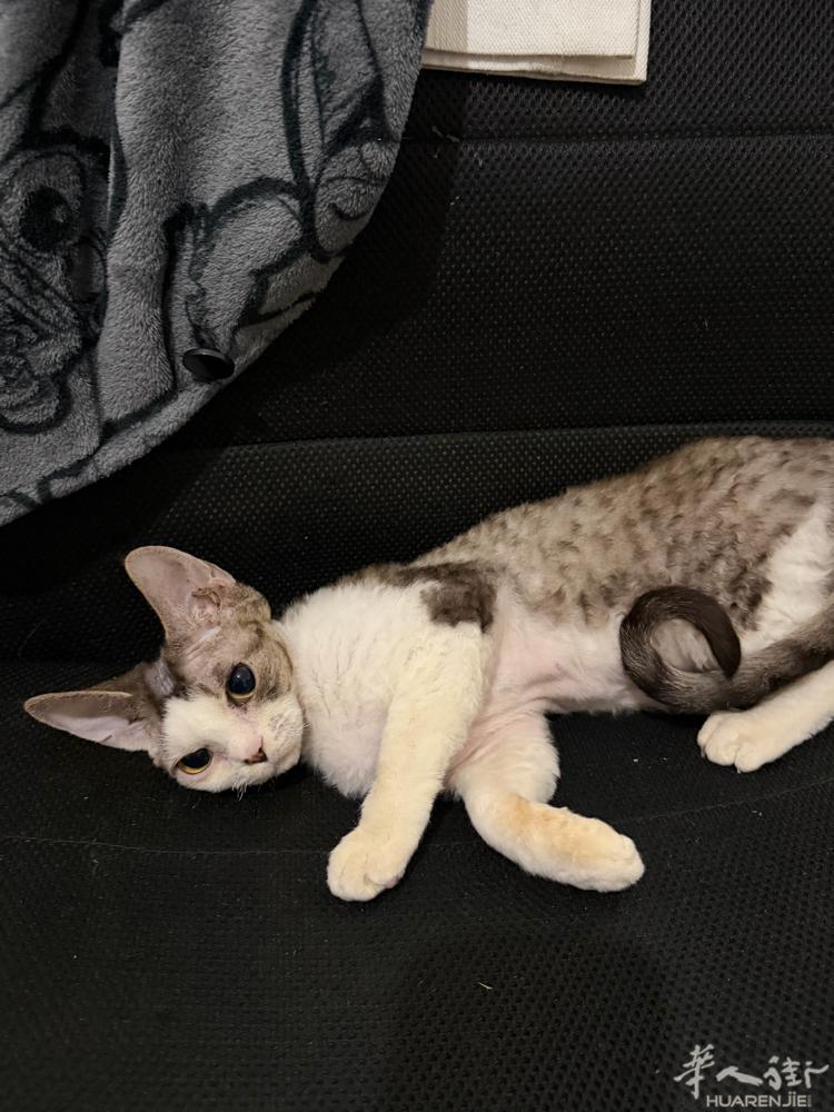 🇮🇹小猫找新家 糯唧唧软软的 疫苗✅驱虫✅健康证明✅纯血 全欧可飞 喜欢的d