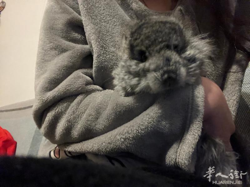 出龙猫 米兰边城市