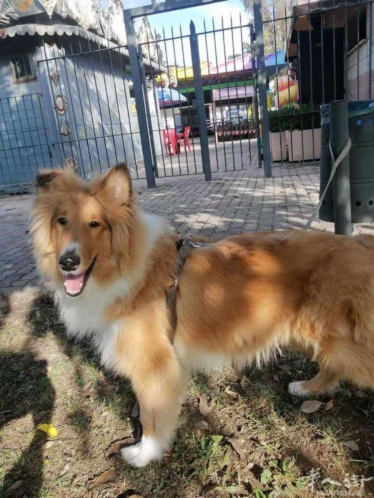 万般不舍 转让爱犬 正宗血统  苏牧🐶     · 年龄： 6个多月    ·