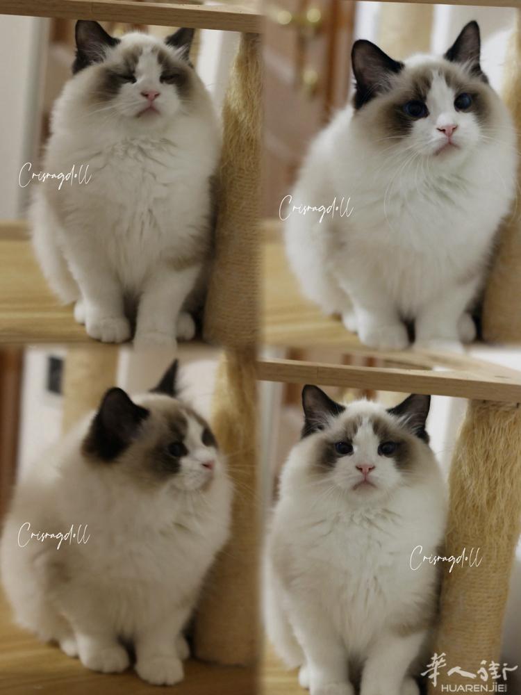 猫舍出售可爱纯种布偶猫，五代都是名血，证件齐全，有健康保障和售后，境内可配送，感