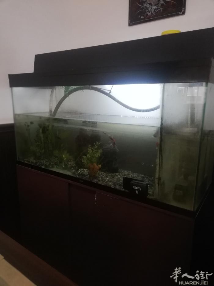 有一鱼缸，连气泵和金鱼一起出售，您自己来拿，价格您来出，意者请电：060989