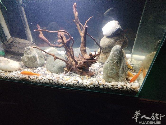 出鱼缸40x35x30+过滤+造浪+氧气泵+吸便管 有需要可送货上门