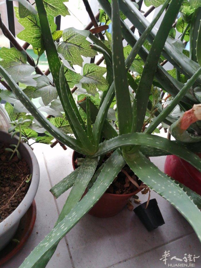 有需要芦荟的请联系5欧一颗