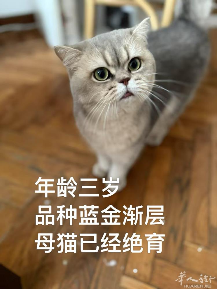 米兰两只猫找领养 都已经绝育。 要求:稳定住所 ，家里最好没有别的猫，能给猫稳定