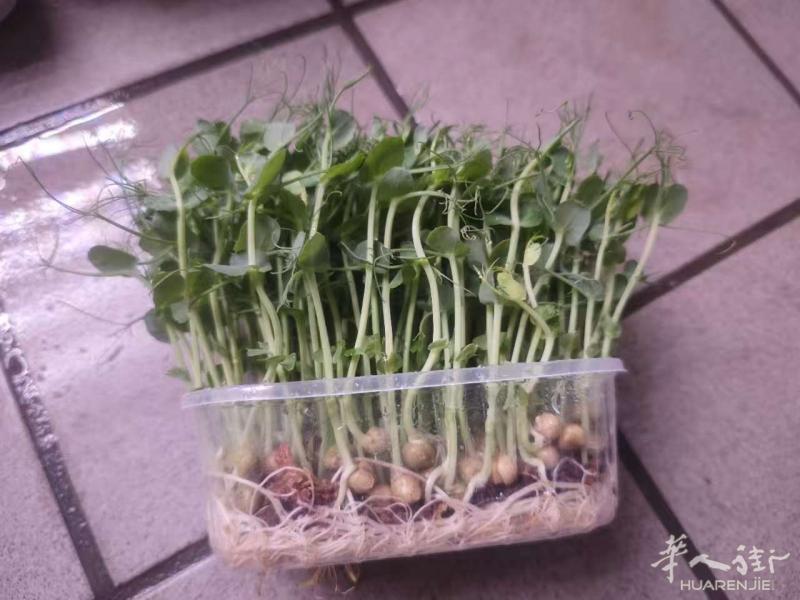芽苗菜工厂 摆盘豆苗，水培豌豆苗，水培花生苗