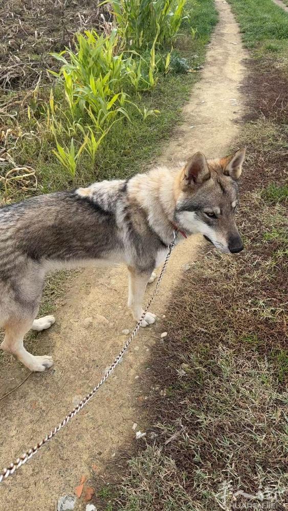 纯种杰克狼犬！ 10个月的， 免费送人！ 因为 实在没时间 溜 运动量太大！！