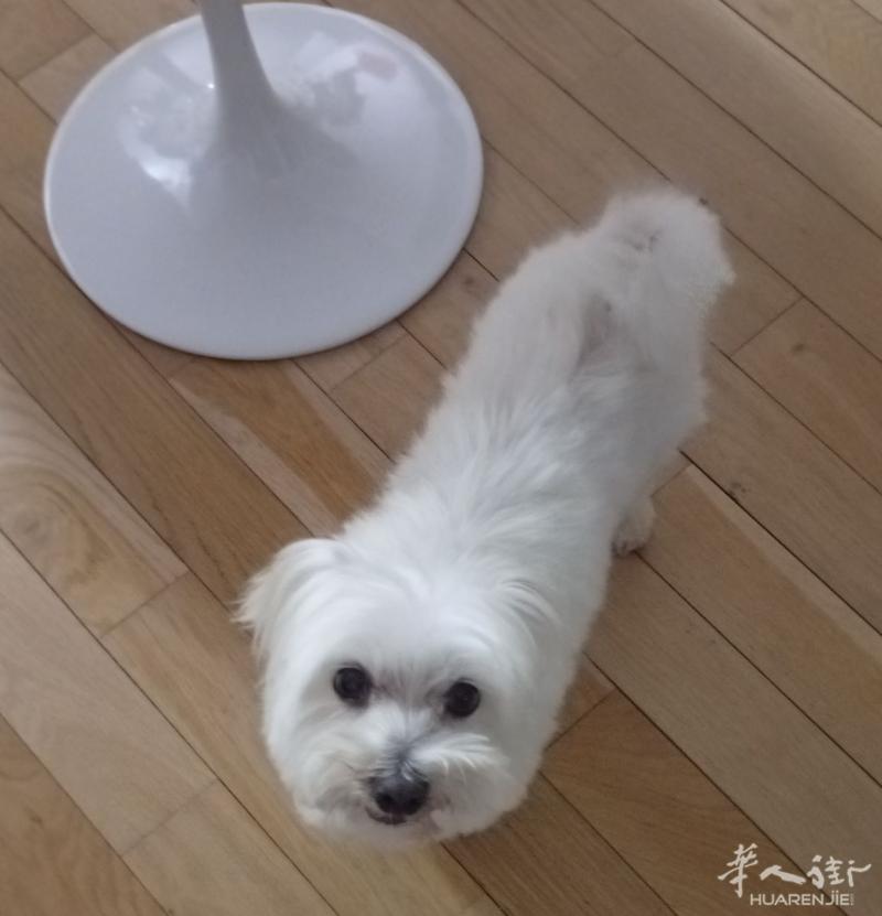比熊找寄养