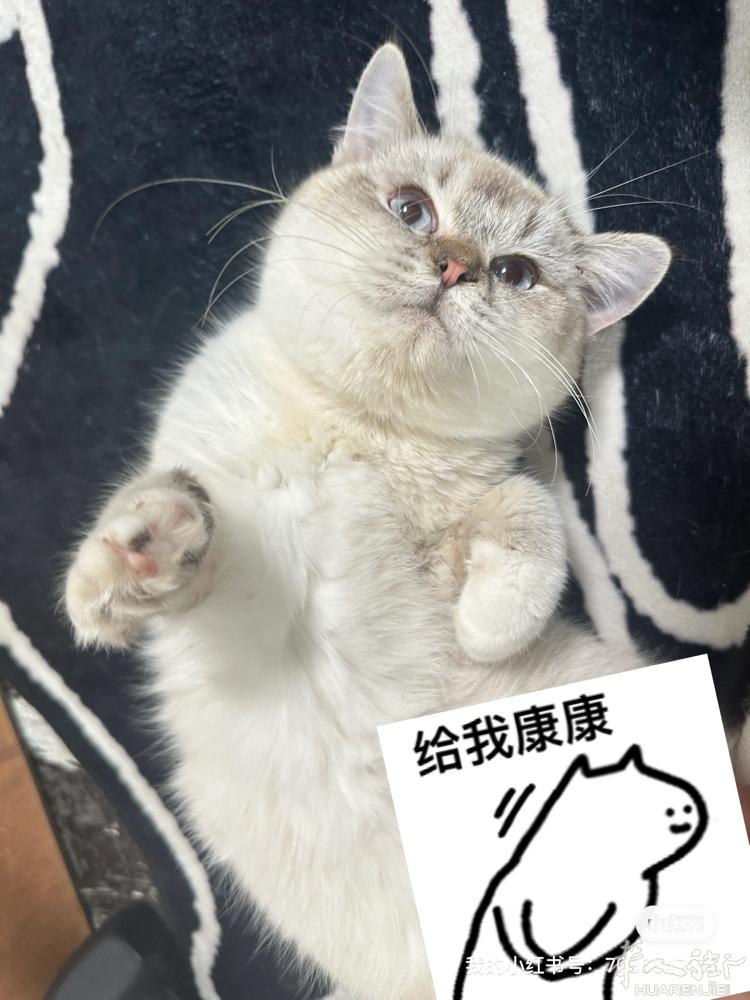 出混血五个月大的公布偶，感兴趣的➕Piikaqiu0402 可以配送到家！