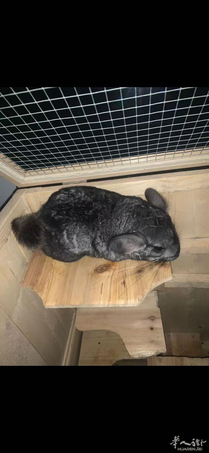 想给家里龙猫找个伴