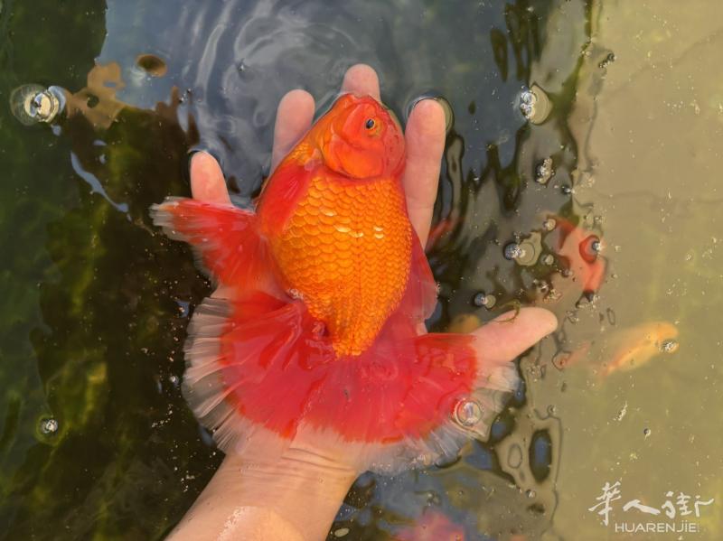 出极品泰狮金鱼要的加微信 hihi123321fk