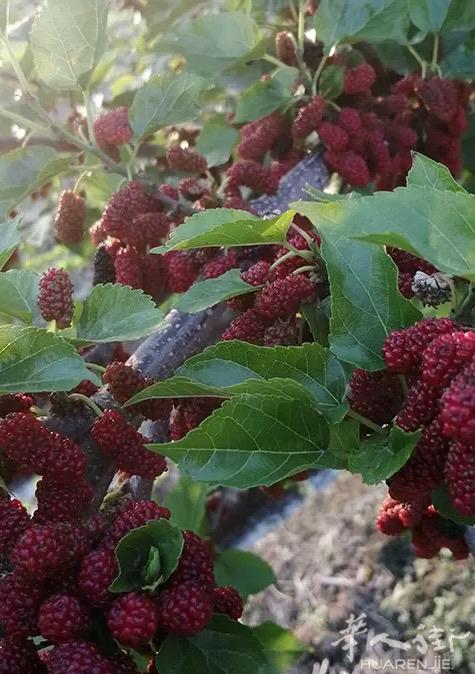 HaiFang苗圃 亚洲稀有品种植物： 茉莉花、桂花树、香椿树、花椒树、红梅、腊