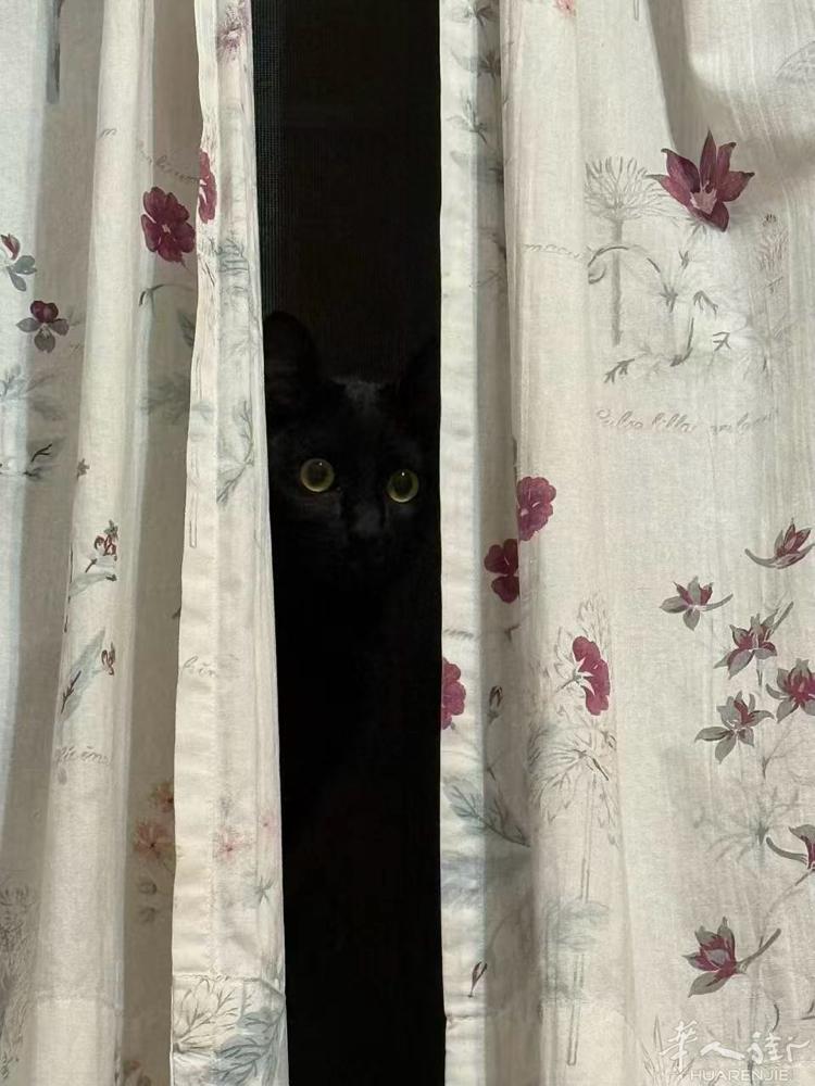 免费领养小黑猫 女娃 超级亲人粘人 有健康本 疫苗已打全 十个月大 送一些生活用