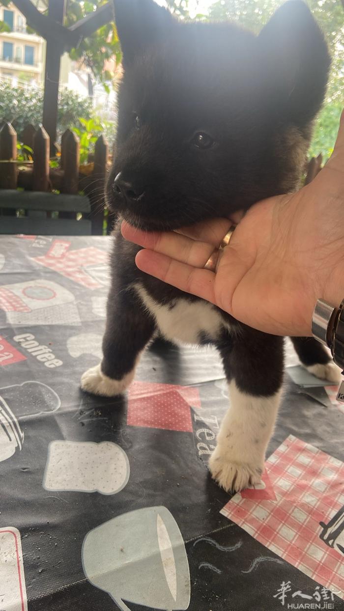 美系秋田犬妹妹｜AKITA AMERICANO 9月27号出生 即将满2个月大